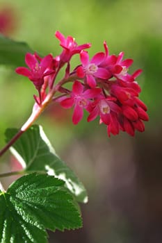 Blood currant