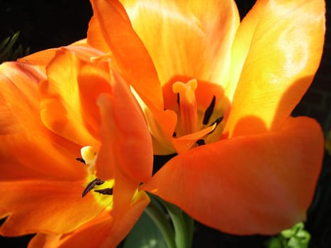 Fire tulips