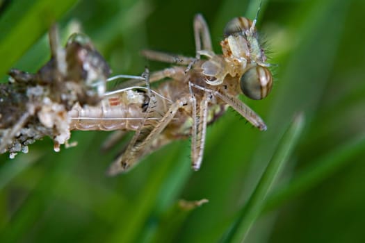 The dragonfly larva has attached itself to a blade of grass and rises from the larval shell.