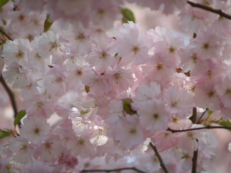Blossoms