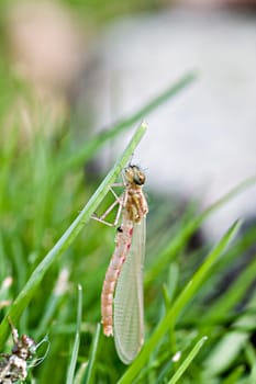 The dragonfly stretches its body and wings by pressing blood into its wings and body.