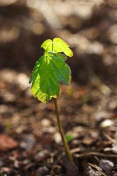 new life