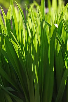 fresh greens