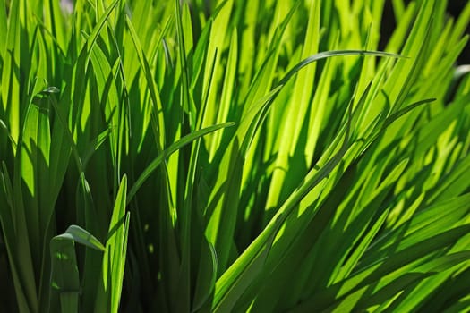 grasses