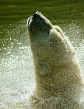 Bathing day