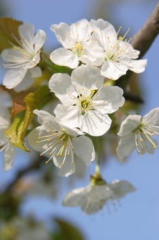 Apple blossoms