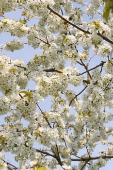 Sea of flowers