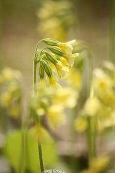 Primula veris L. syn Primula officinals L.