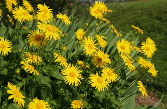 Sea of flowers