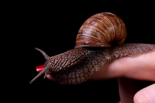 During the shooting,no snail was harmed (not even the model) and all snails were released back into the garden.