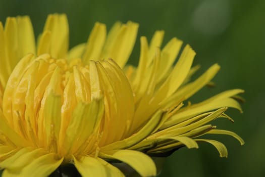 Dandelion blossom