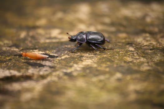 Dung beetle on a tree stump