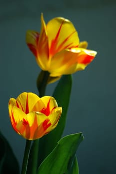 Light