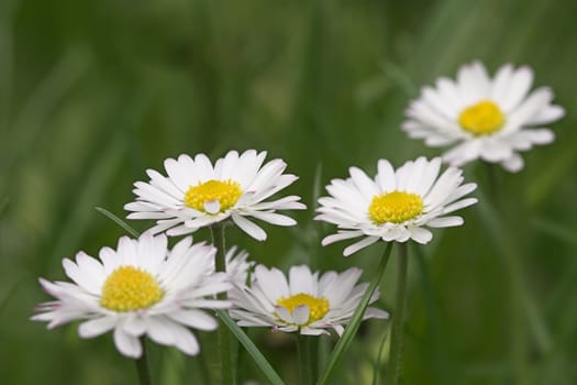 Heralds of spring