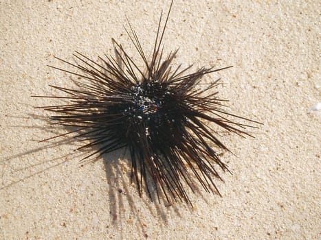 ... and I almost stepped on it...