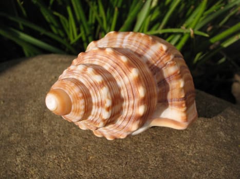 Shell