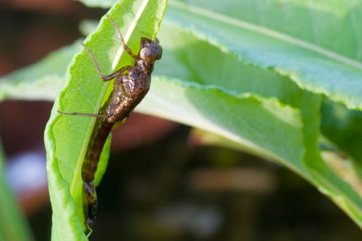 Phase 1: The dragonfly larva is spilled out of the water and holds on to a leaf.