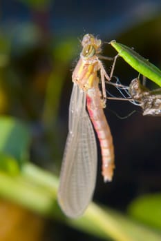 Phase 3: The dragonfly hangs on the branch to dry and spreads its wings and body.