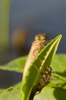 Phase 4: The dragonfly has completely freed itself and spread its wings by pumping blood into its body and wings. It now dries in the sun and then gets its final color.