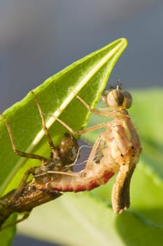 Phase 3: The dragonfly has freed itself from the shell and is now climbing up the branch