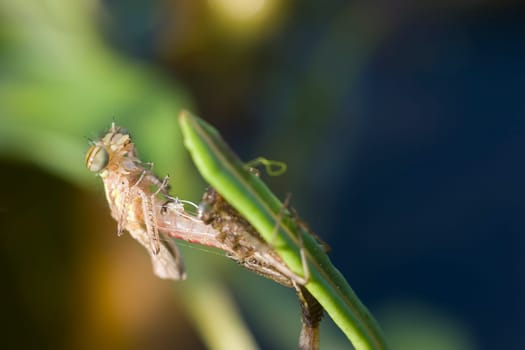 The dragonfly larva has attached itself to a branch and is now beginning to free itself from the shell.