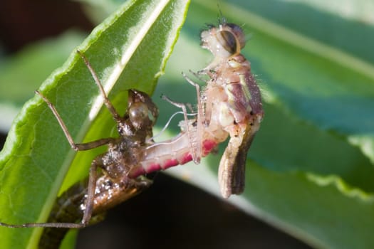 Phase 2: The larval shell (Exuvie) has burst open and the dragonfly gets out.