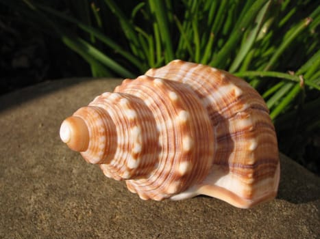 Shell-1