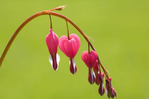 watery heart