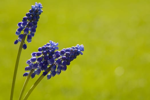 Grape hyacinth protruding sideways into the picture