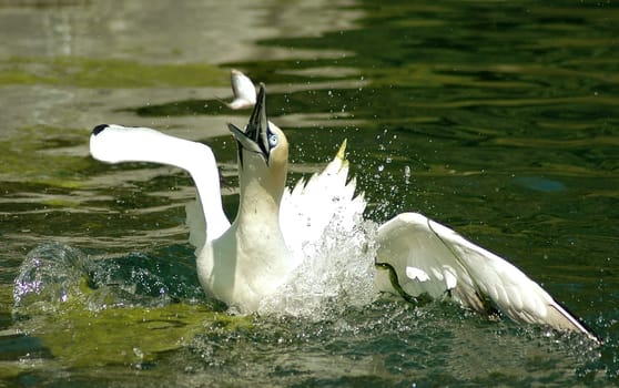 Easy prey