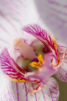 Orchid