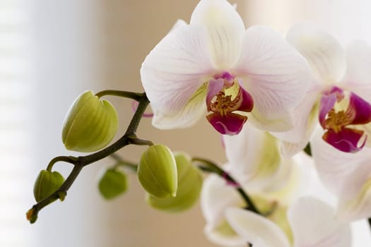 Orchid