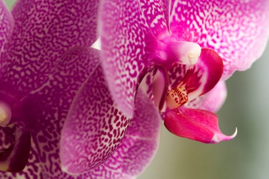 Orchid