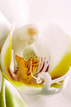 Orchid