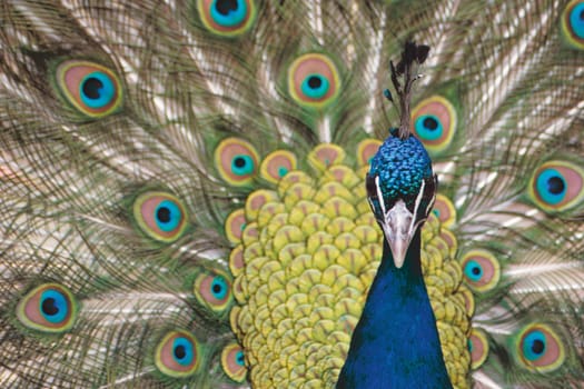 A proud peacock