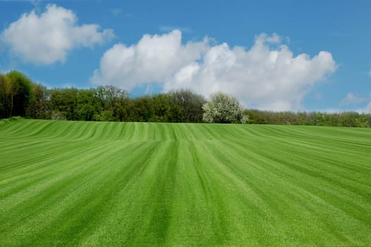 Ready-made turf