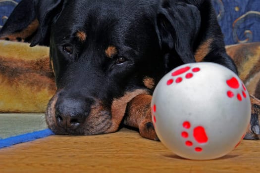 Not without my ball