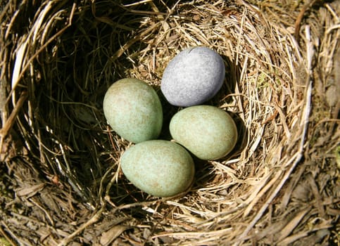 Since the discussion about secret paternity tests has flared up,they have been on everyone's lips: "cuckoo children"",offspring whose official fathers are not the biological producers. About one in ten of the 70 born in Germany each year"