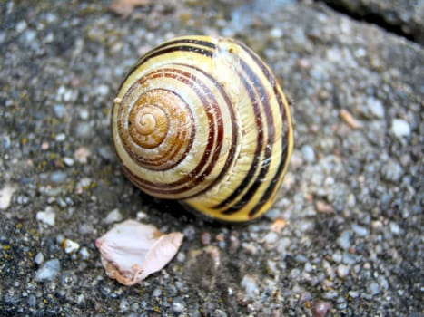 a Schneck at the midday rest