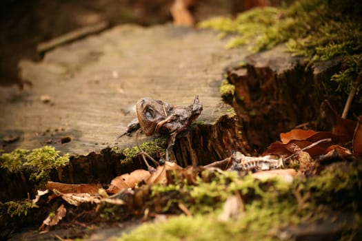 Remains of a frog that was probably killed by a grey heron