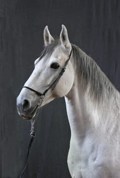 in a southern city with 3T in the name,there is a big publisher who invited me. I was allowed to photograph noble horses for an article .. Unfortunately,I can't and shouldn't tell you more yet :-( The release date is 31.05.06 A