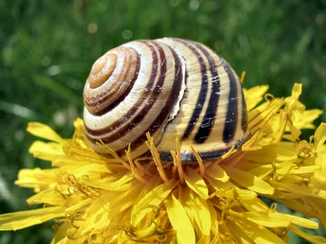 bedded on pollen
