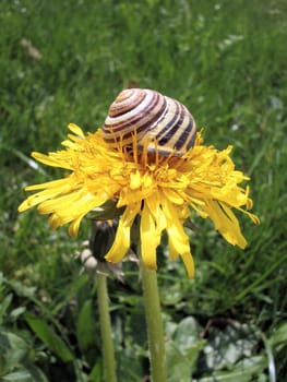 came to the dandelion...