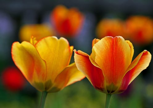 Tulip