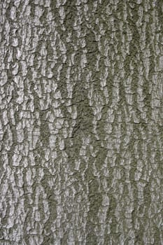 Detail of the bark of a European beech (Fabus sylvatica)