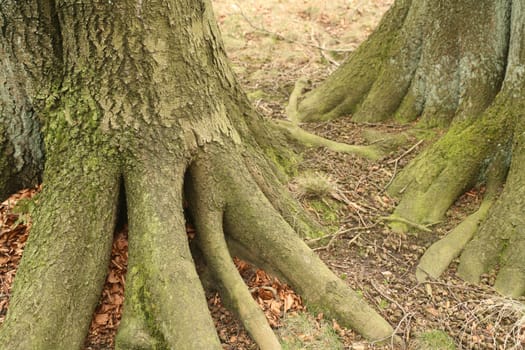 Roots of old beech trees