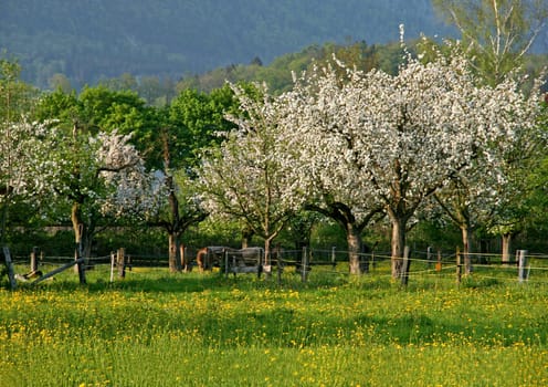 blooming landscape