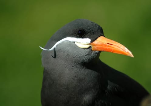 The Inca terns are relatives of the gulls. They live on the Pacific coast of South America. They have particularly settled on the rocky coasts in the area of the Humboldt Current. They feed on anchovies,crustaceans and fish waste! They k