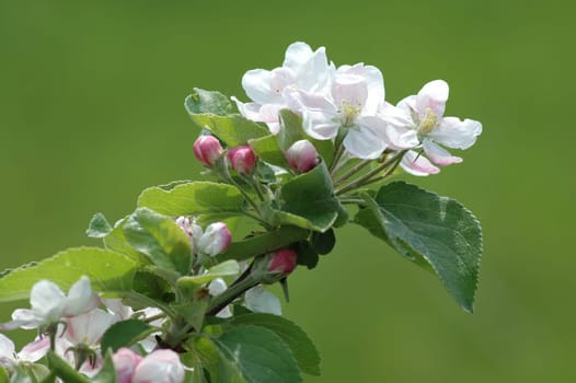 Apple blossom
