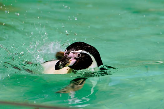 Dortmund Zoo,May 2006